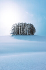 pine tree in the snow