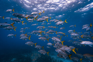 Fototapeta na wymiar School of jack fish or tuna yellow tail at ocean of the caribbean reef