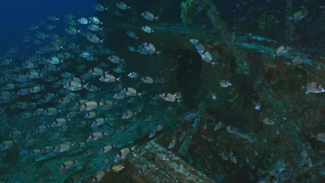 Wreck of the Donator on the Mediterranean Coast of France