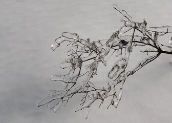 An ice coating on tree branches after freezing rain