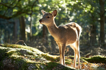 Fototapete bei efototapeten.de bestellen   