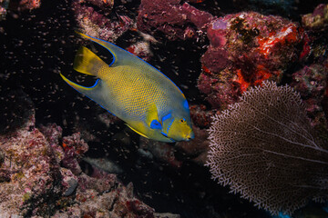Fototapeta na wymiar coral reef with colorful reef angel fish
