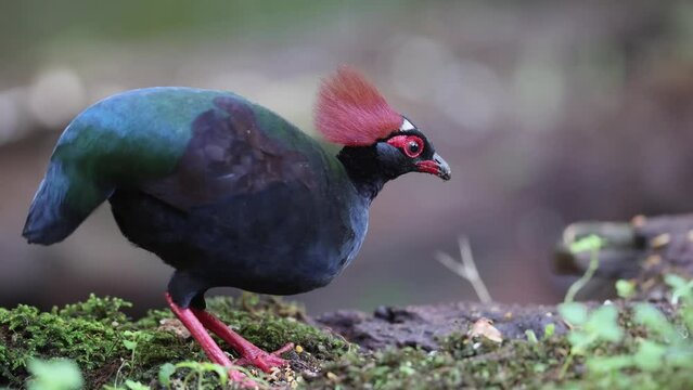 Nature wildlife footage of group of crested partridge (Rollulus rouloul) also known as the crested wood partridge, roul-roul, red-crowned wood partridge on deep forest jungle. 