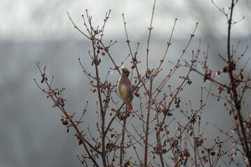 홍여새 japanese waxwing