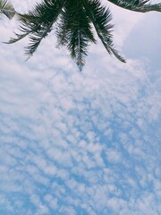 Clear sky with coconut tree