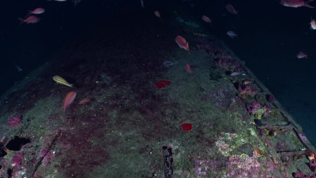 Wreck of the Hellcat on the Mediterranean Coast of France - Airplane
