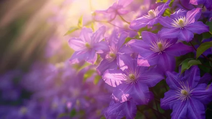 Fotobehang A tangle of purple clematis flowers each one seemingly lit from within by the sunlight streaming through them. © Justlight