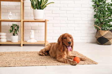 Cute cocker spaniel with ball toy lying at home