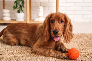 Cute cocker spaniel with ball toy lying at home