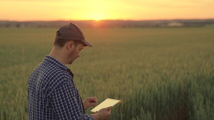 Farmer, agronomist working on field with digital tablet, agriculture. Farmer with computer tablet evaluates wheat sprouts in field at sunset. Ecologically clean grain. Technology, modern agriculture