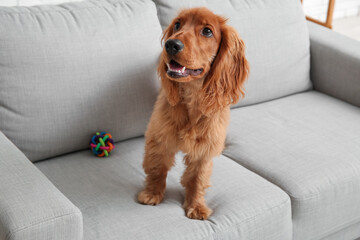 Cute cocker spaniel with pet toy sitting on sofa at home