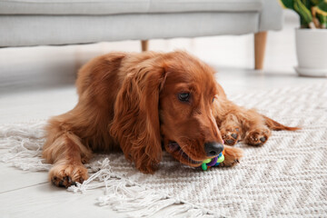 Cute cocker spaniel with pet toy lying on floor at home - obrazy, fototapety, plakaty