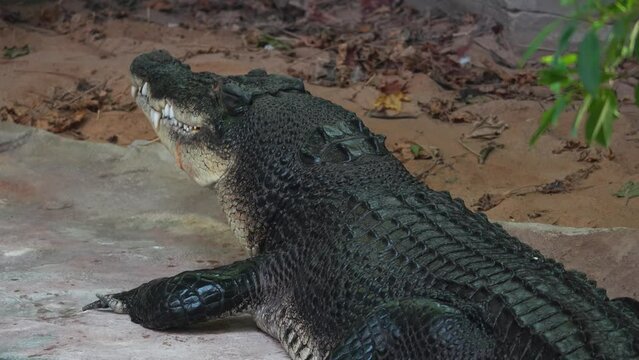 Close up view of  large Crocodile  laying on the shore opening it's mouth.