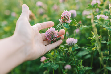 Red clover in a womans hand in a clover field .Womens health flower.Clover extract.Homeopathy and...
