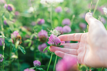 Red clover in a hand.Clover extract. Valuable forage and medicinal plant.Useful herbs and...