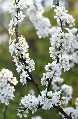 branches of a blossoming plum illuminated by the sun