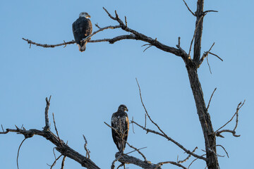 eagle bird on a branch