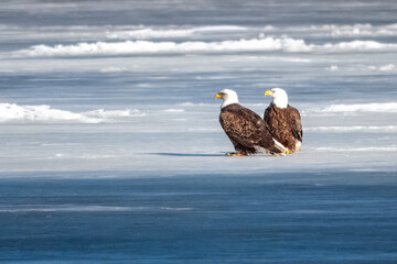 Fototapeta premium two eagles on icy river water, Mississippi River in Minnesota