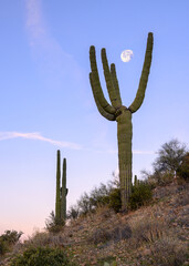 moon an saguaro cactus in desert
