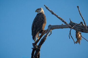 American Bald Eagle