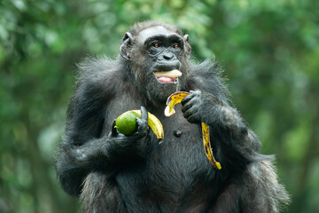 A Chimpanzee or Pan troglodytes - obrazy, fototapety, plakaty