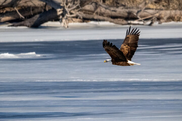 eagle in flight over icy Mississippi River