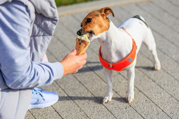 A dog of the Jack Russell Terrier breed eats ice cream. Animal portrait with selective focus and copy space