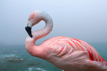 Pink flamingo at the sea in nature