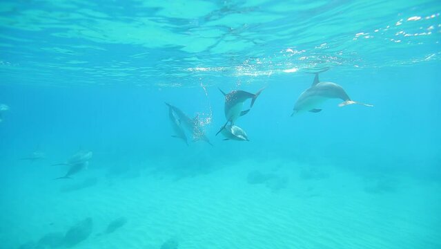 Underwater dolphins touching ocean 