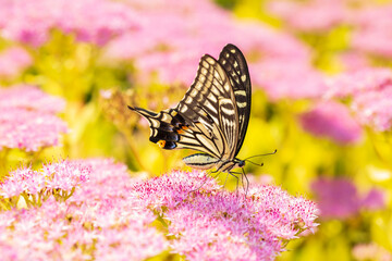 Papilio xuthus Linnaeus, Butterfly is on a flower