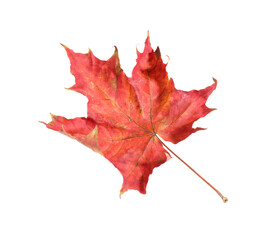 Autumn season. Maple leaf isolated on white