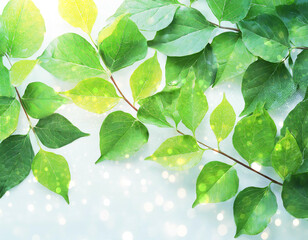 Fototapeta na wymiar 光の粒と新緑の緑と若葉の背景向き素材
