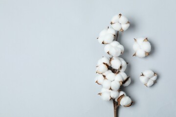 Beautiful cotton branch with fluffy flowers on light grey background, top view. Space for text