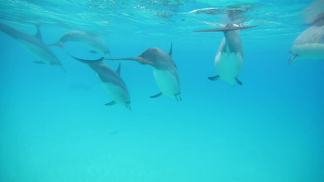 Beautiful wild dolphins under blue sea