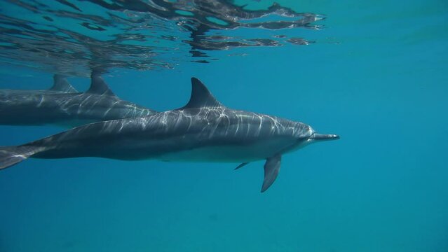 Beautiful wild dolphins swimming near ocean surface - medium. steady cam shot