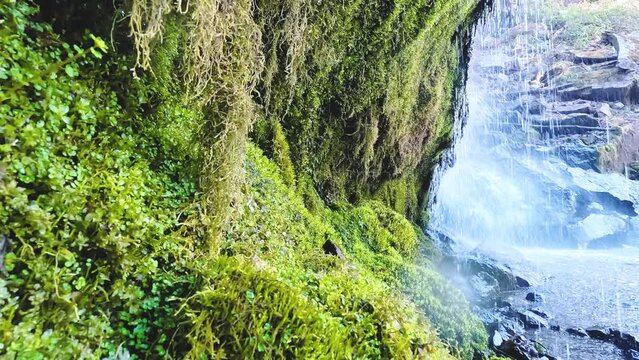 苔むした岩肌と流れ落ちる滝の水