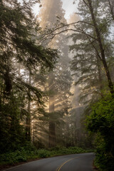 Rays Of Morning Light Filter Through The Fog And Redwood Forest Along Curve In Road
