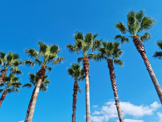 Obraz premium blue sky and palm trees