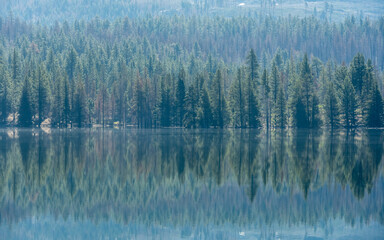 Pine Tree Forest Reflects In Snag Lake