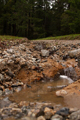 Fototapeta premium Path at UC Santa Cruz after Rain
