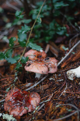 Mushroom Cluster in Forest