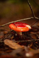 Bright Red Mushroom after rainstorm in the forest