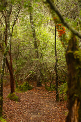 Fototapeta premium Forest Path in Santa Cruz
