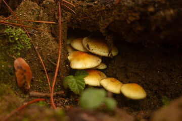 Mushroom Cluster Close up in the forest