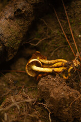 Mushroom Cluster growing to the Side in the Forest