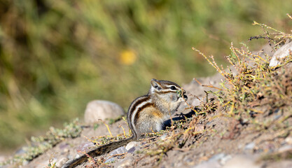 Wild chipmunk eating flowers