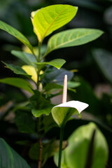 Peace Lily plant, lush foliage thrive in tropical climate.