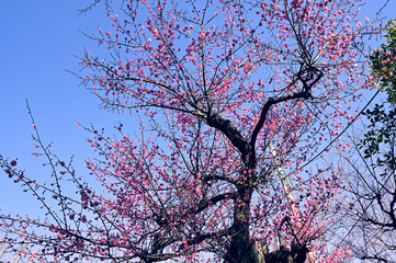 梅の開花