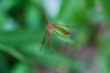 Close-up view of  dragonfly perching on grass