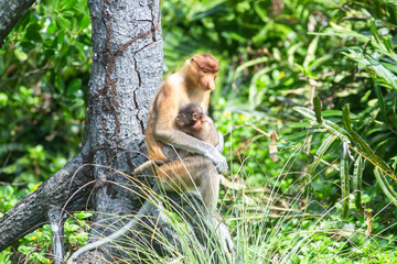 The proboscis monkey (Nasalis larvatus) or long-nosed monkey is a reddish-brown arboreal Old World...